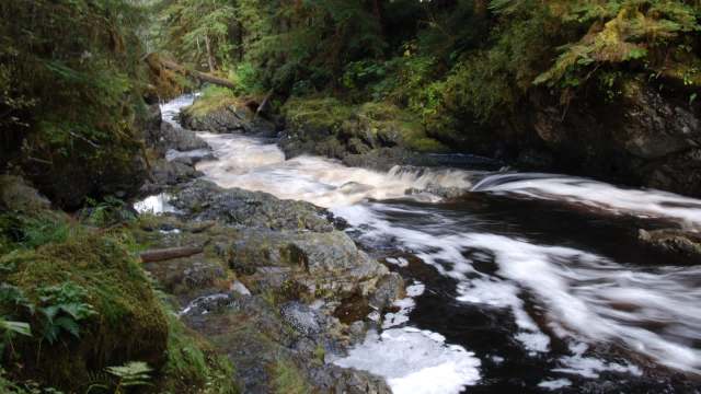 A researcher at the University of Rhode Island has observed gray wolves doing something unexpected on an Alaskan island.