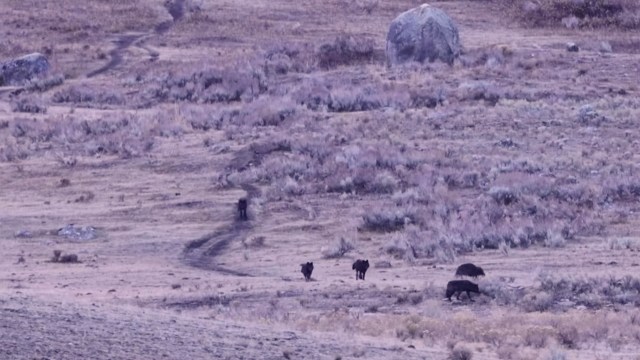 A viral Facebook video has sparked a conversation about human and wildlife interactions at Yellowstone National Park.