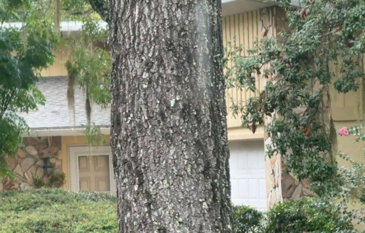 A recent Reddit post from r/birdwatching shows two woodpeckers on opposite sides of the same tree, pecking away in perfect harmony.