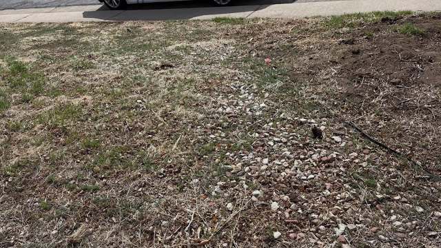 One Redditor's inspiring yard transformation, from a weedy rock patch to a thriving garden, was shared.