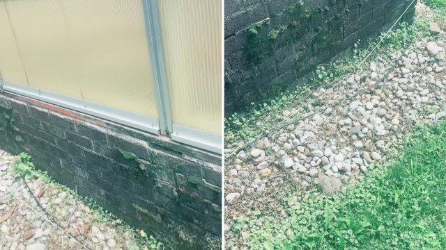 One TikToker was thrilled to encounter a garter snake in their client's garden, and many other users enjoyed seeing natural pest control in action.