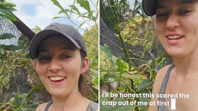 One gardener was excited to find a gray tree frog on her garden's plants, and she shared her heartwarming discovery in a recent TikTok video.