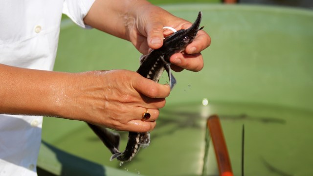 For the first time, members of the St. Croix Chippewa Tribe released young lake sturgeon into Clam Lake as part of a repopulation project.