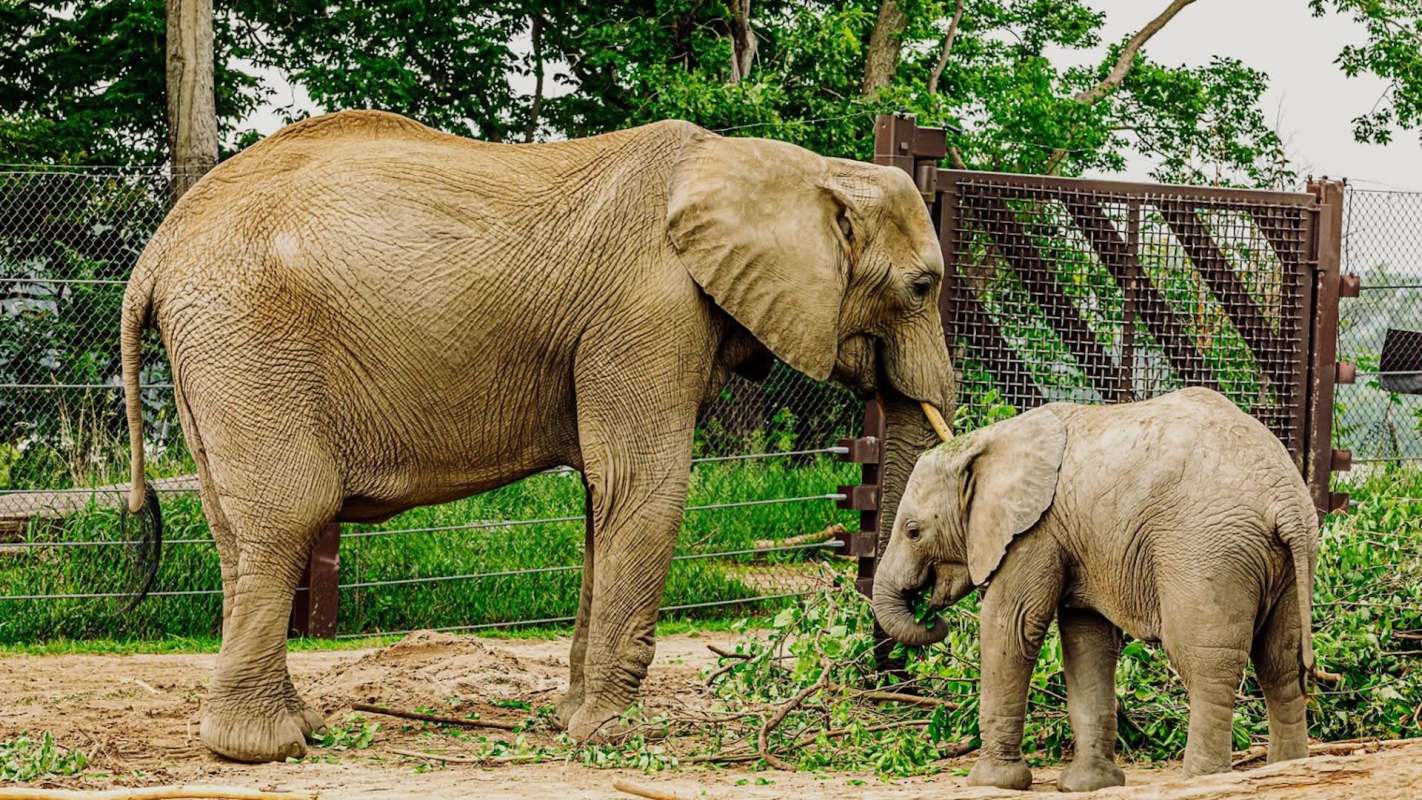 An Omaha zoo has found a way to fix two problems at once.