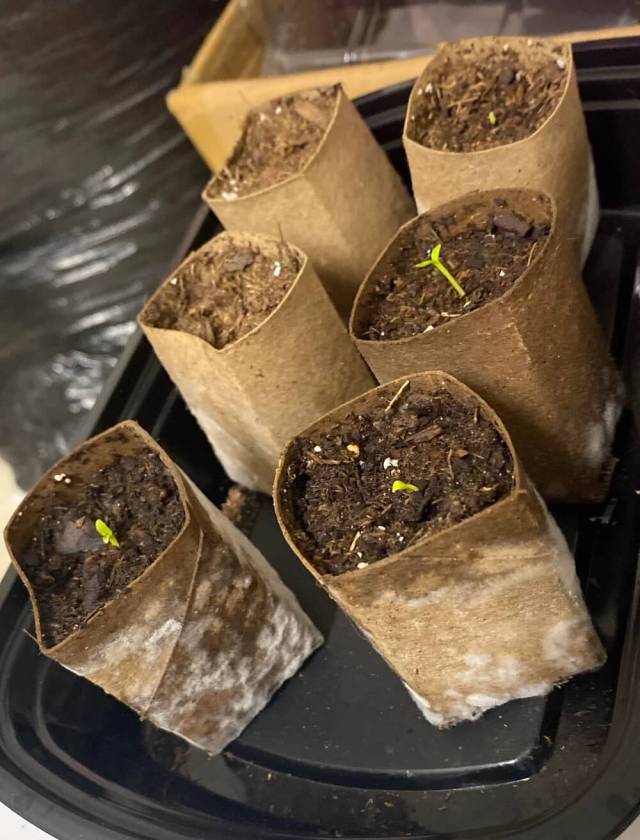 Toilet paper rolls are a popular tool for making DIY seed starters at home. However, one gardener found that they could get moldy.