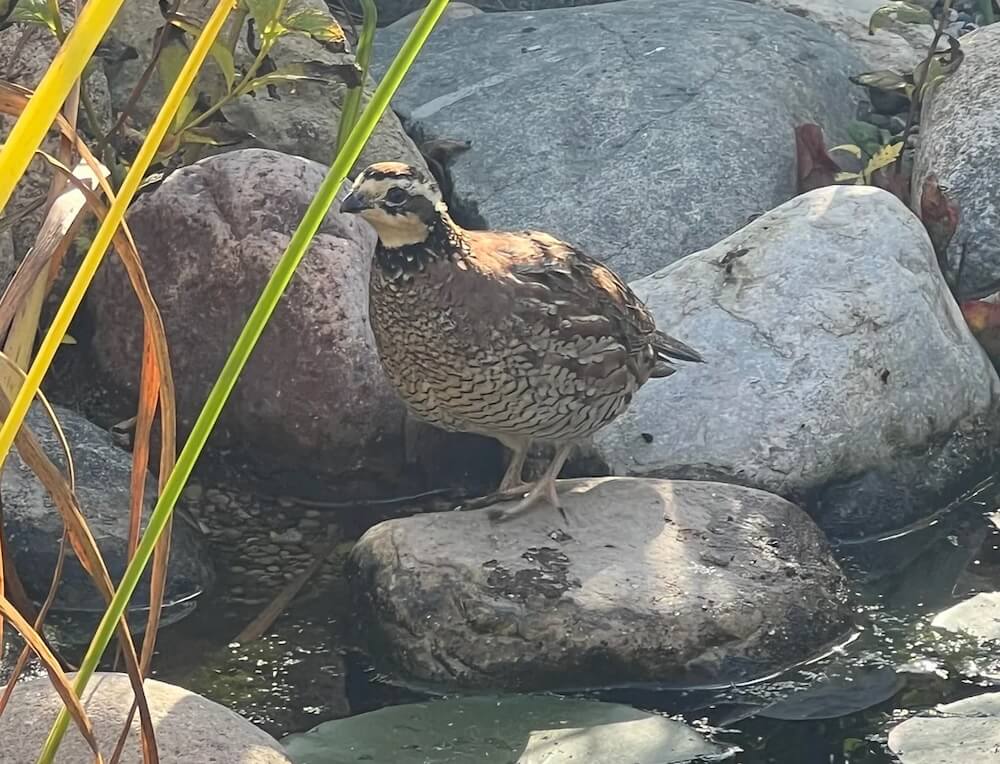 One Reddit user shared photos of a rare visitor in their Illinois yard: their "1st Northern Bobwhite."