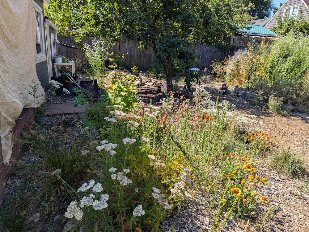 A homeowner shared the payoff of two years' work on their backyard, in an effort to convert it from all gravel to a native plant landscape.