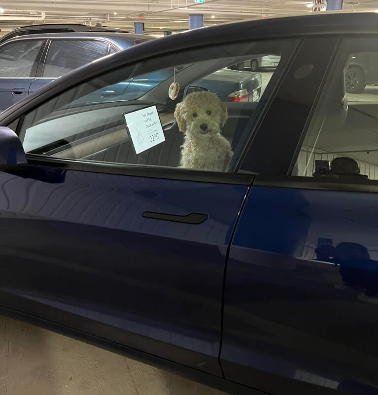 One Tesla owner could have caused a stir after leaving their dog in a parked vehicle — but the vehicle's Dog Mode ensured the adorable pet's safety.