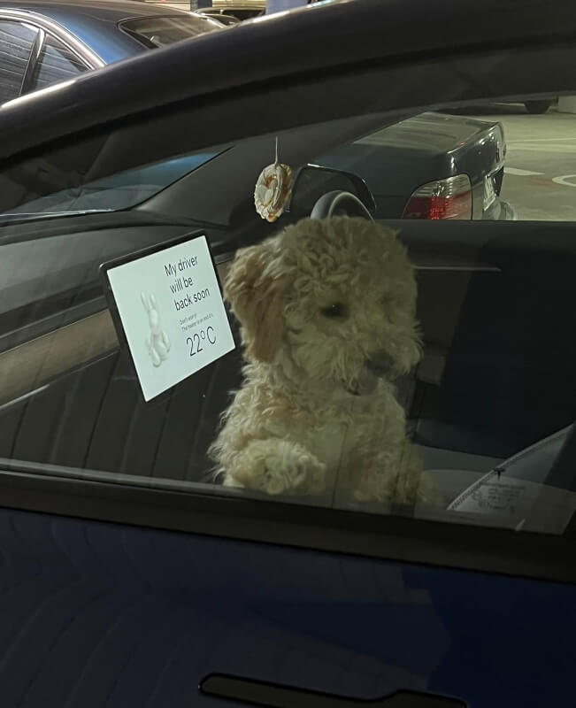 One Tesla owner could have caused a stir after leaving their dog in a parked vehicle — but the vehicle's Dog Mode ensured the adorable pet's safety.