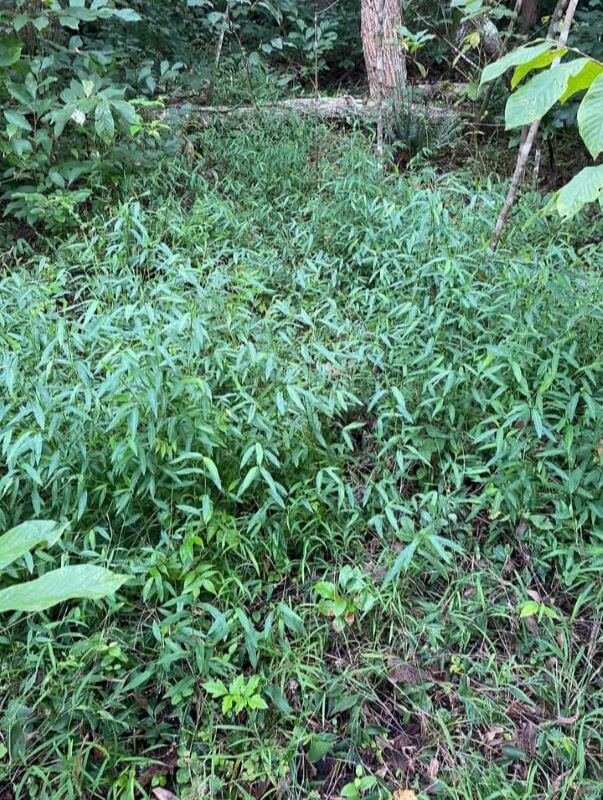 One frustrated homeowner has a huge bed of stilt grass and is trying to remove it all to protect their native plants.