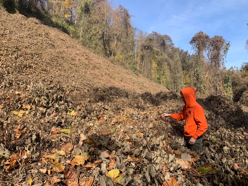 Kudzu, one of the most invasive plant species, has been growing in Indiana but is finally being eradicated.