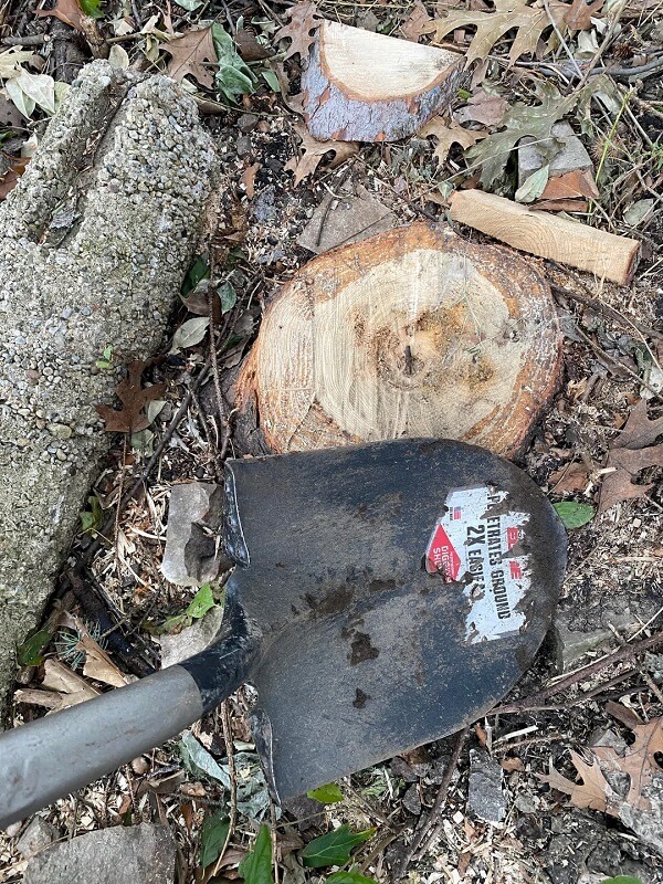 One Redditor shared how their neighbor trespassed on their property and cut down several evergreen trees.