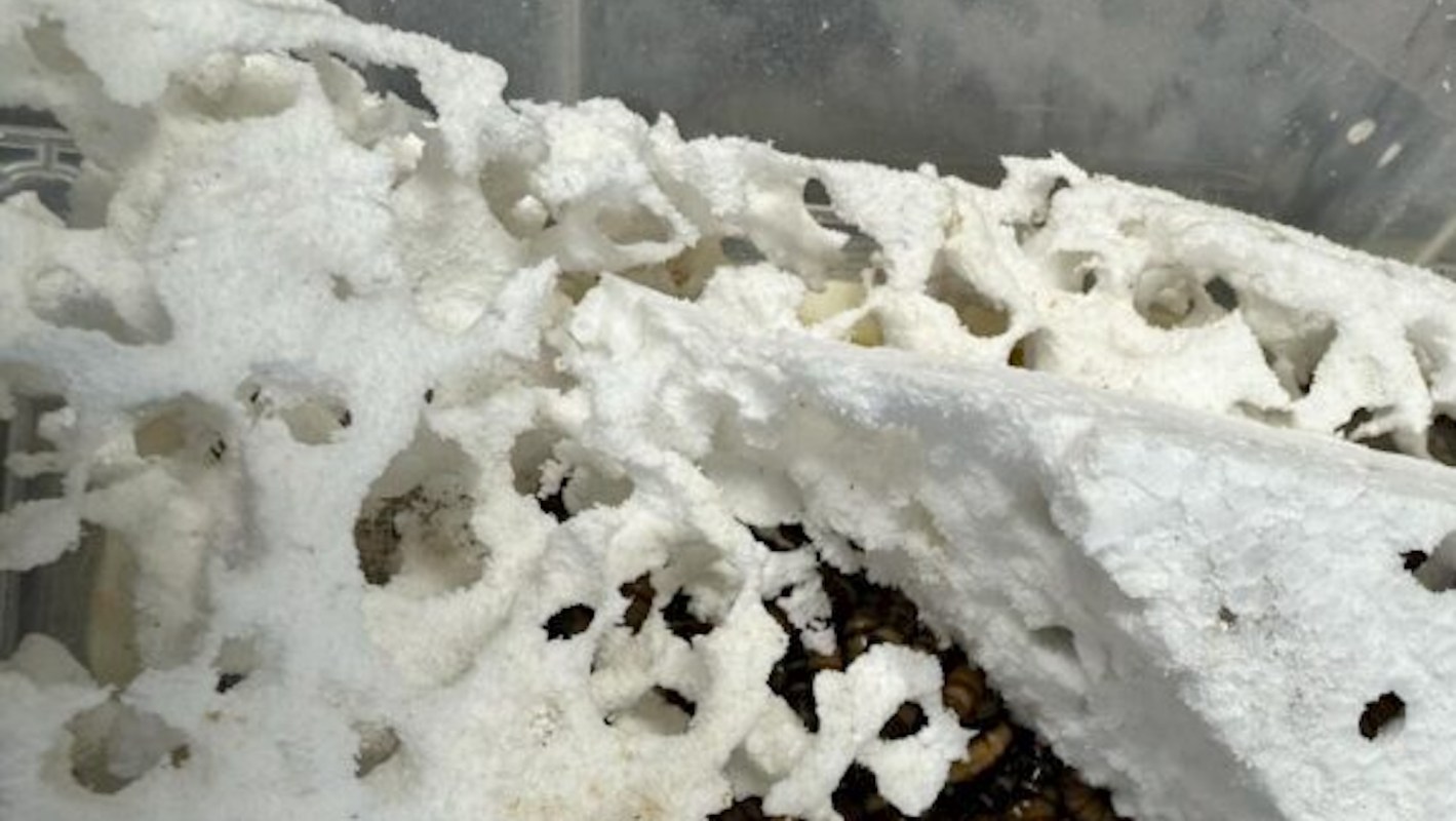 Researchers at the Czech Republic's Mendel University have discovered that superworms can eat and break down plastic.