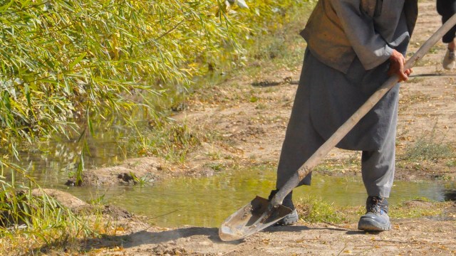 Farmers in Afghanistan are struggling with the local impacts of drought as the worsening crisis devastates key crops.