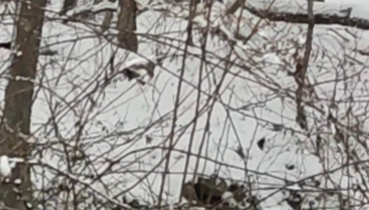 One Redditor was shocked to see an American Mink in their yard — but the clever critter seemed to enjoy itself!