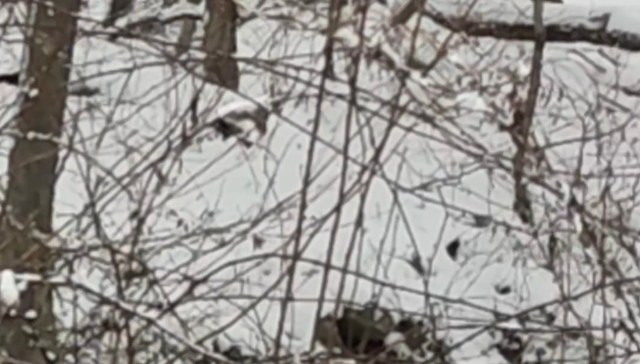 One Redditor was shocked to see an American Mink in their yard — but the clever critter seemed to enjoy itself!