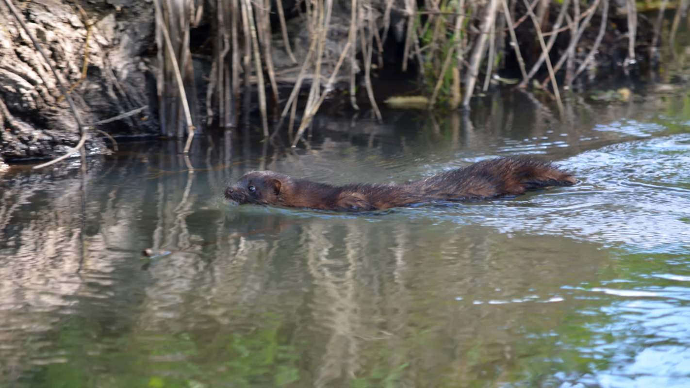 A recent announcement reveals how Ireland's using an innovative pilot project to fight against the invasive American mink.