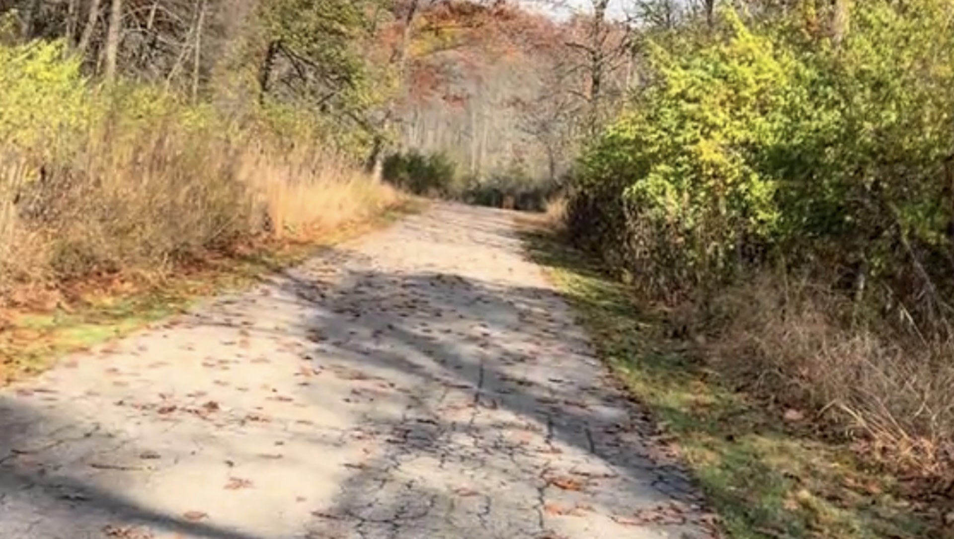 Gardener issues warning after unexpected sighting interrupts 'mental health walk': 'This is one of the worst'