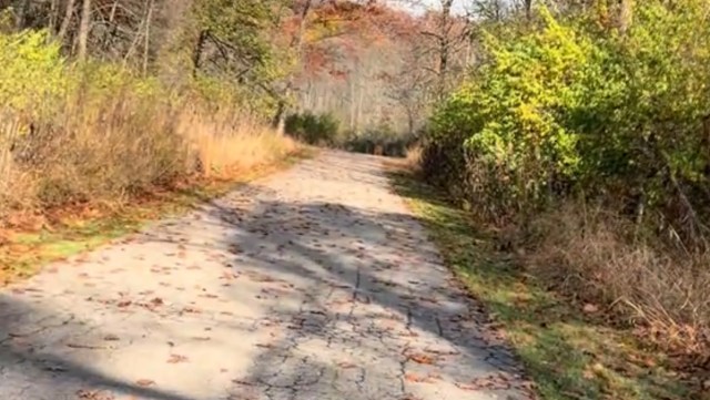 One gardener called out Amur honeysuckle on TikTok, showing how the invasive species can ruin a peaceful walk.