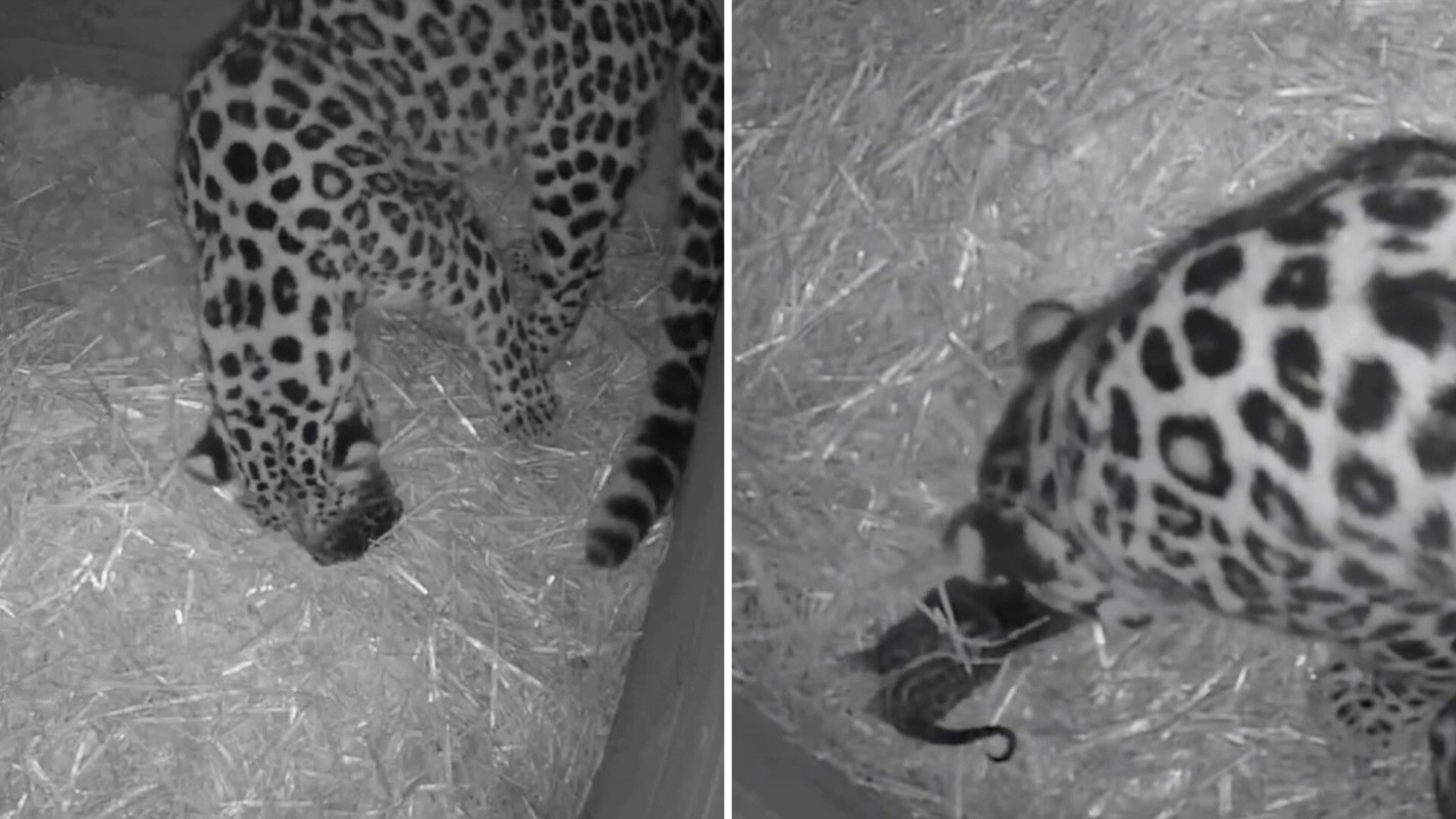 Dartmoor Zoo shared the exciting news that its Amur leopard couple, Lena and Freddo, gave birth to a cub on Sept. 29.