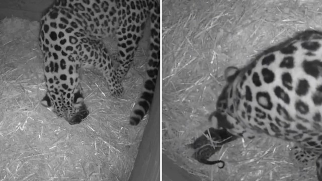Dartmoor Zoo shared the exciting news that its Amur leopard couple, Lena and Freddo, gave birth to a cub on Sept. 29.