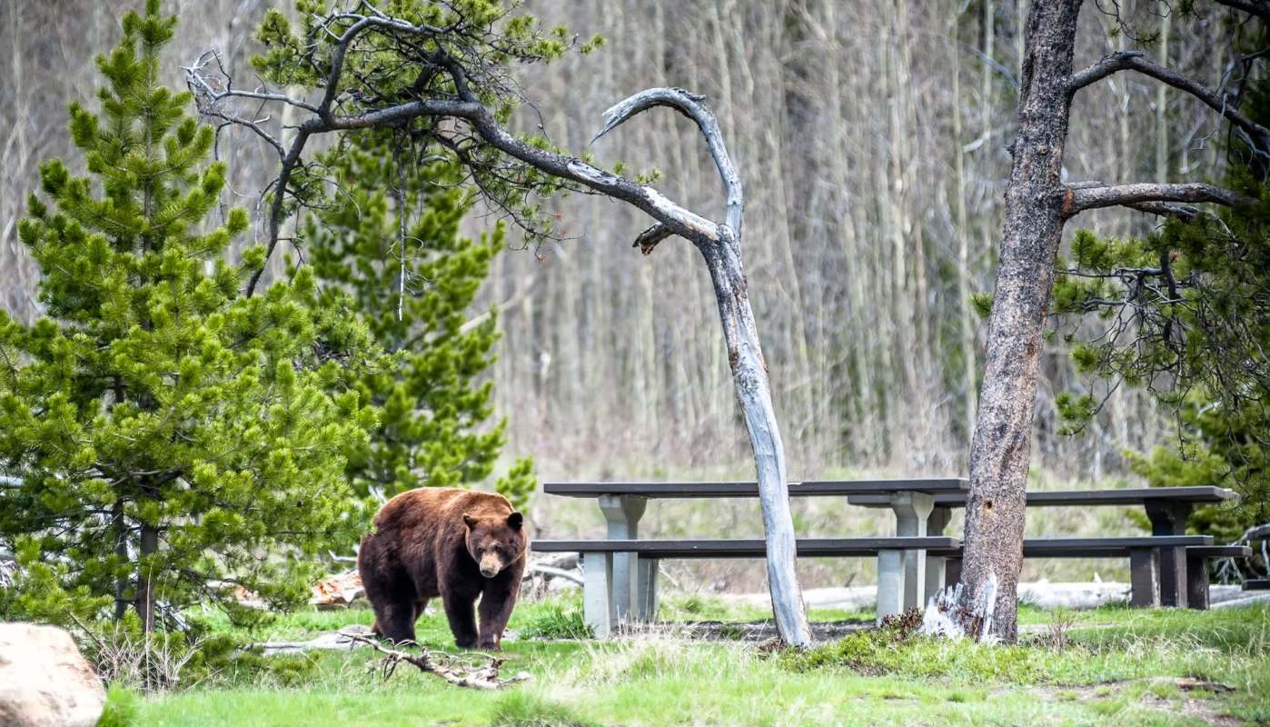 Campers were surprised when a bear was seen roaming a visitor area Angeles National Forest.