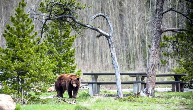 Campers were surprised when a bear was seen roaming a visitor area Angeles National Forest.