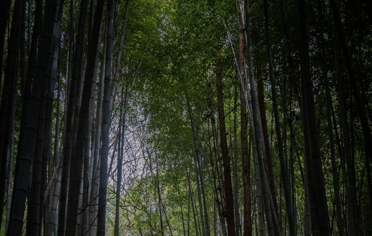 Tourism in Japan is rising, and a video on r/Malaysia has revealed that this increase may come with an environmental cost.