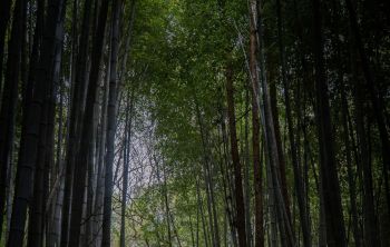 Tourism in Japan is rising, and a video on r/Malaysia has revealed that this increase may come with an environmental cost.