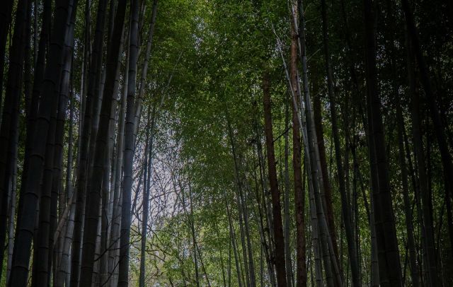 Tourism in Japan is rising, and a video on r/Malaysia has revealed that this increase may come with an environmental cost.