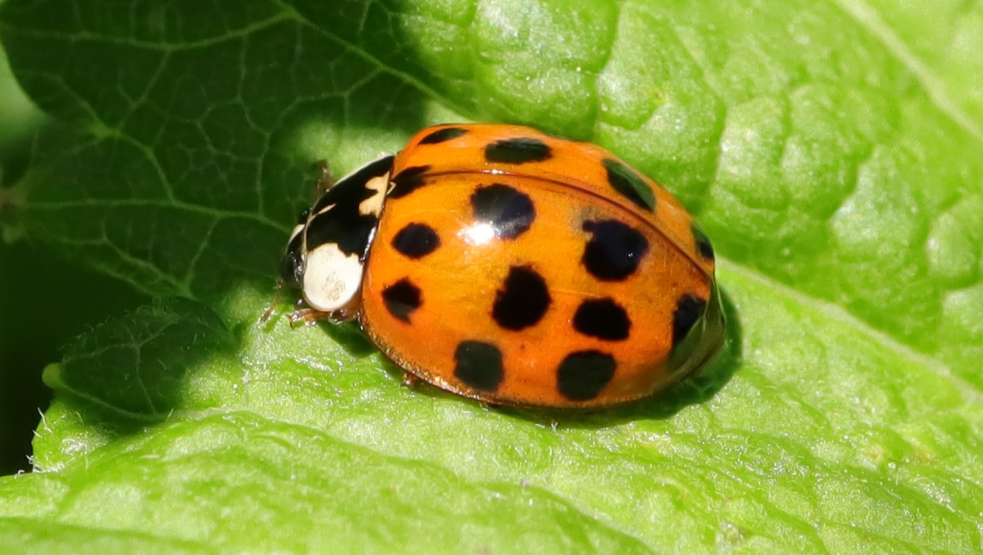 Virginia is facing an invasion of ladybug lookalikes this fall, as Asian lady beetles seek shelter from the winter.