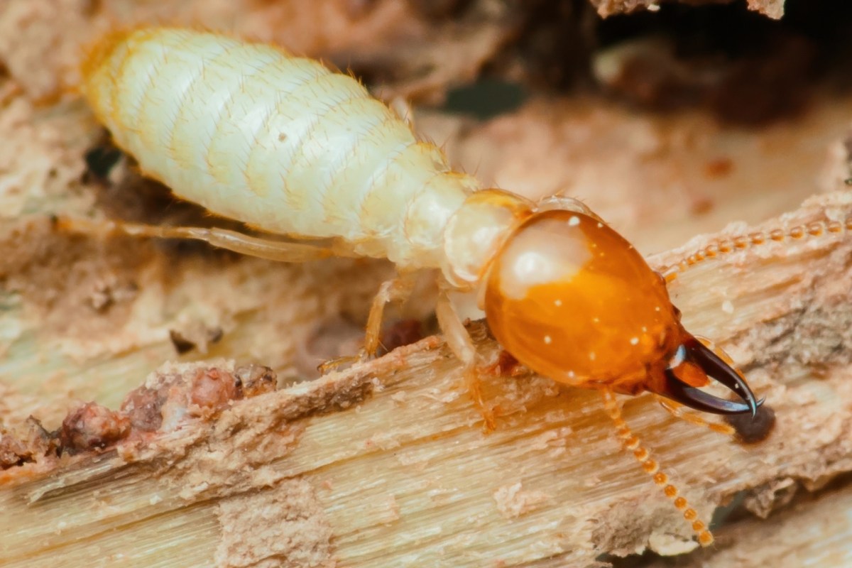 Officials in Fiji are sounding the alarm as the destructive Asian Subterranean Termite continues to spread across multiple regions.
