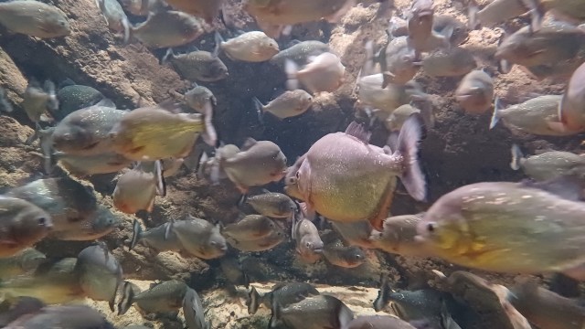 Tourists visiting the Amazon in Brazil experienced a harrowing incident while enjoying the waters of Miriti Beach.