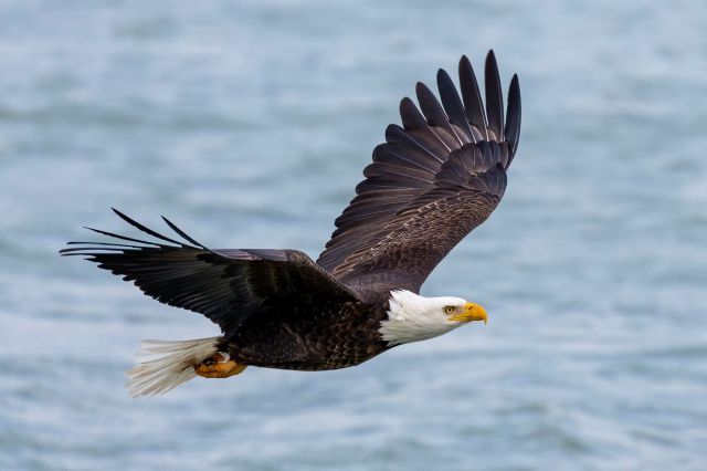 Instead of heading south like most migratory birds, many young Bald Eagles are flying north during their non-breeding season.