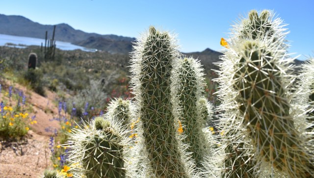 Residents of Phoenix, Arizona, recently received incredible news when Salt River Project announced that the iconic Bartlett Lake's declining water levels would finally begin to rise.