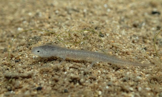 The Barton Springs salamander in Austin, Texas, was only described as a separate species in 1993, a relatively short time ago.