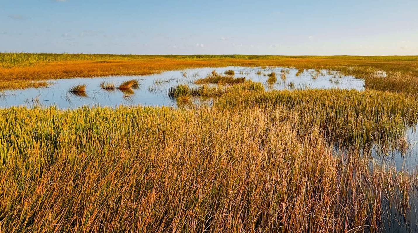 Burmese pythons have been found in northern Florida along the state's Gulf Coast, with more frequent sightings beyond the Everglades.