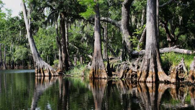 YouTubers TheCritterCult and Antman's Adventures recently teamed up for some Burmese python hunting in the Everglades.