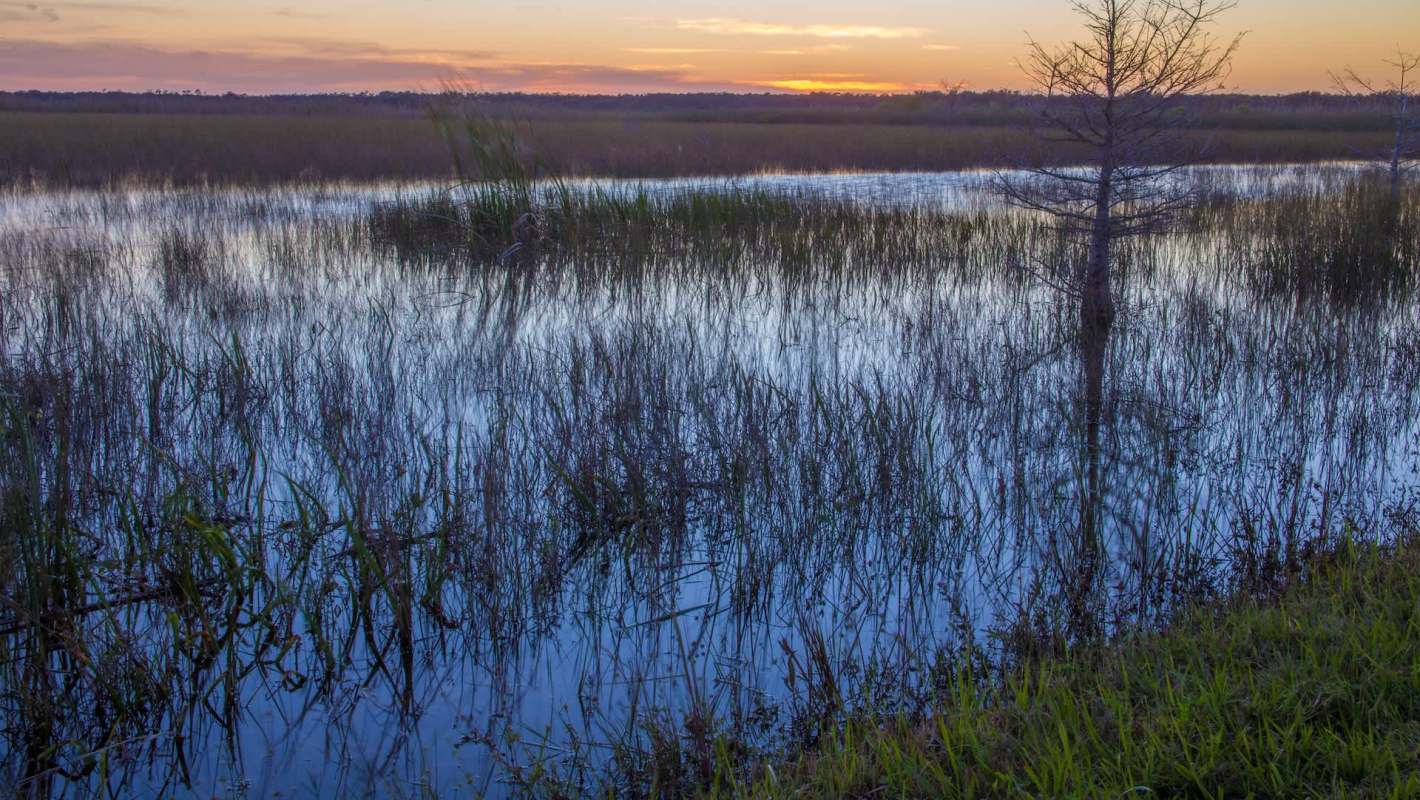 Alarming footage from the necropsy of a gigantic Burmese python in Florida resurfaced on Reddit, drawing awareness to the state's massive invasive species problem.
