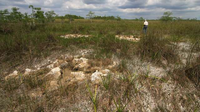 A new TV show is shining a light on just how much damage an invasive Burmese python is doing to Florida's ecosystems.