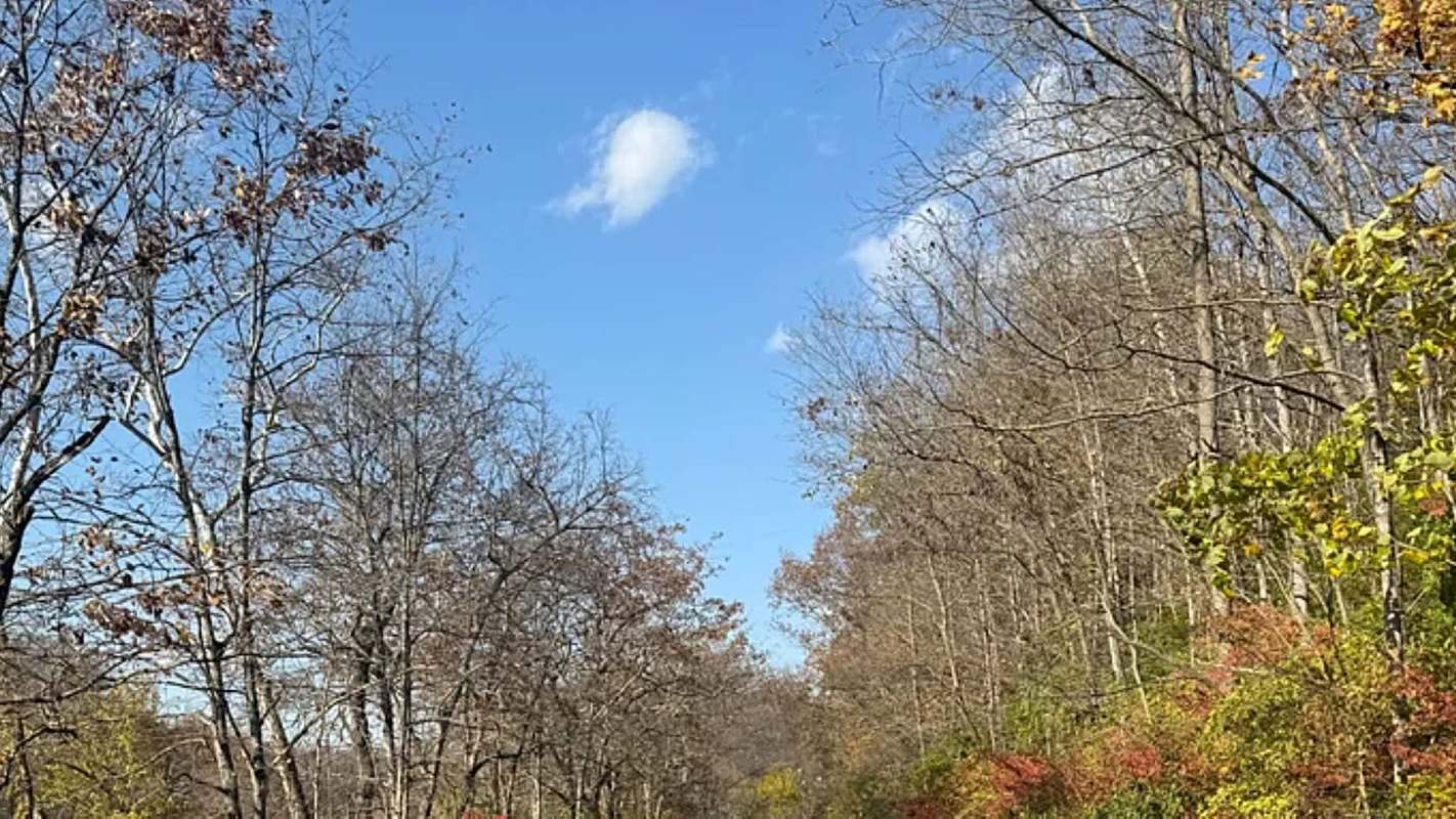 A Redditor shared how the highly invasive Burning Bush is taking over their neighborhood.