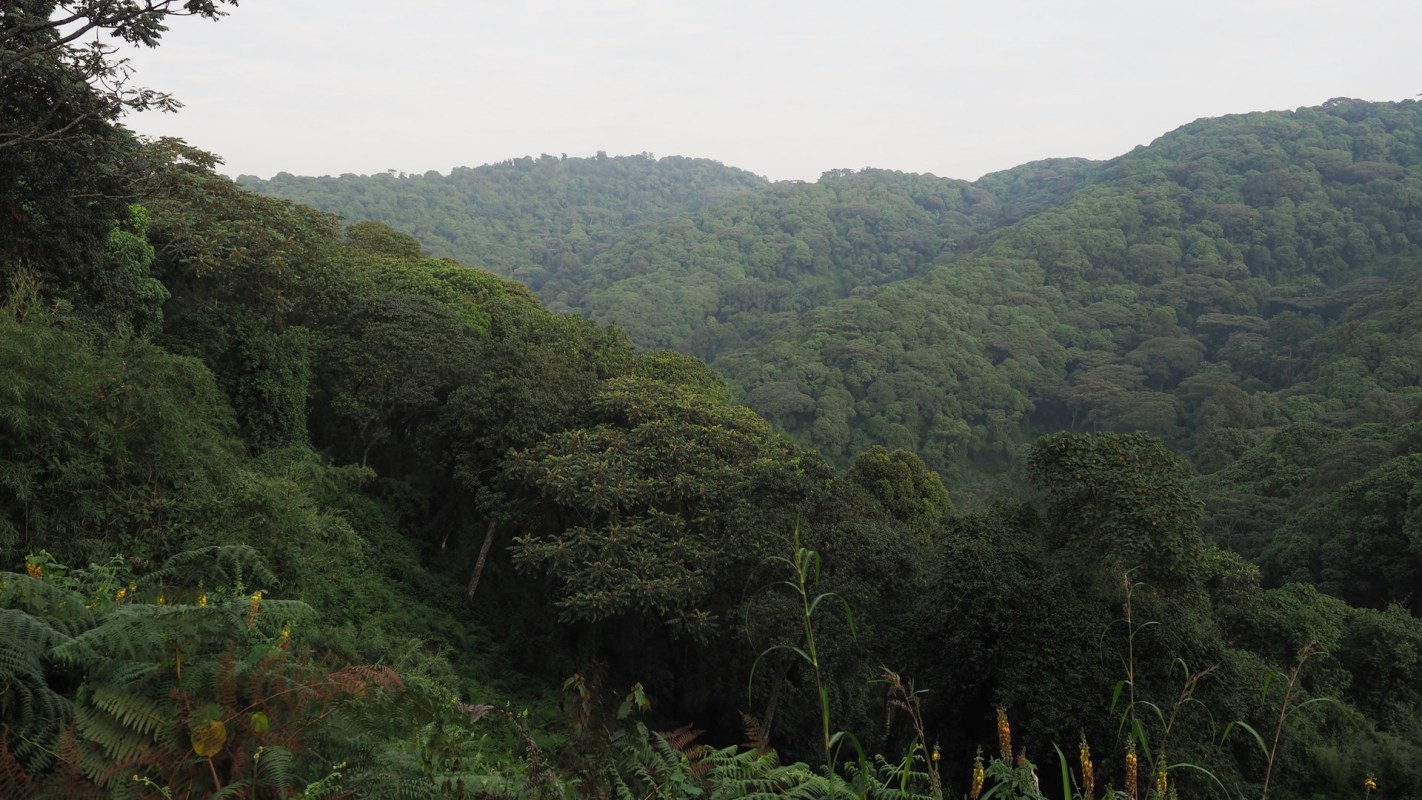 Authorities arrested four illegal loggers who were cutting down trees in the Buswa Forest Reserve in Uganda.