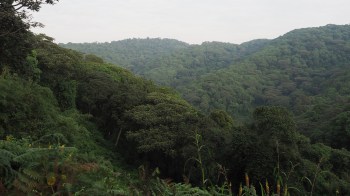 Authorities arrested four illegal loggers who were cutting down trees in the Buswa Forest Reserve in Uganda.