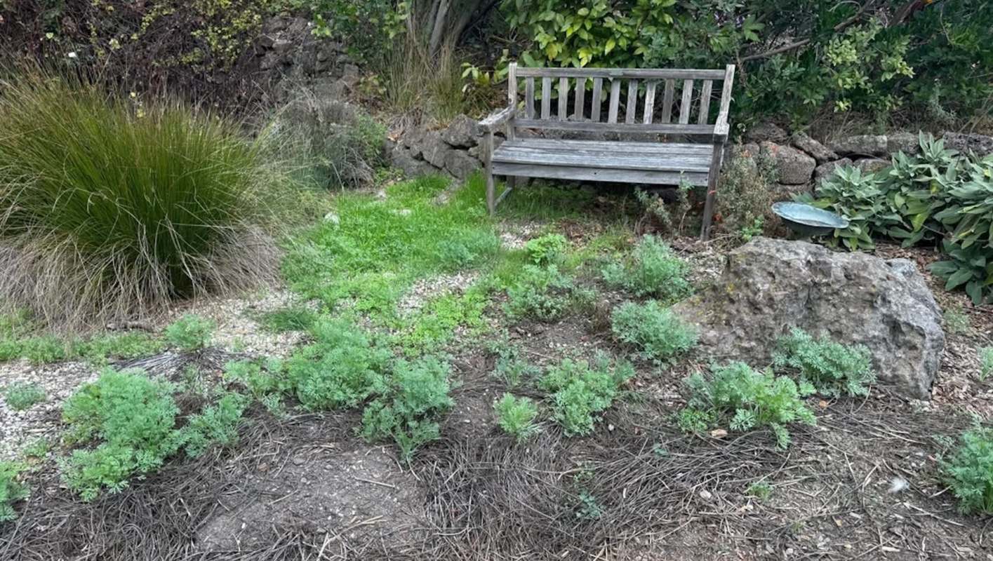 One gardener's experience shows how resilient California poppies can be, saving gardening time and adding vibrant color to outdoor spaces.
