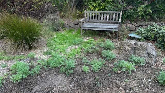 One gardener's experience shows how resilient California poppies can be, saving gardening time and adding vibrant color to outdoor spaces.