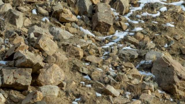 Trail cameras help researchers study endangered species such as those monitored by the Cape Leopard Trust, which collected nearly 200,000 images as part of a recent study.