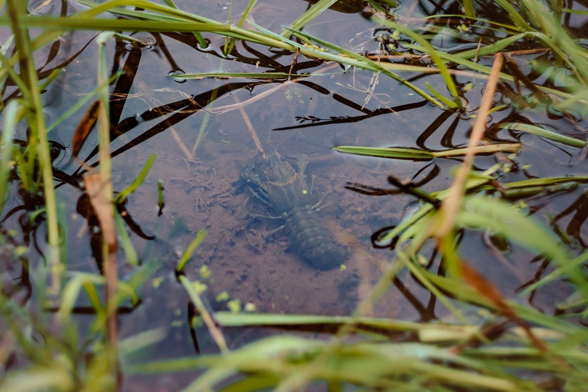 A jungle seafood boil with an invasive species as the highlight showcased a creative, hands-on way locals can tackle a growing ecological challenge.