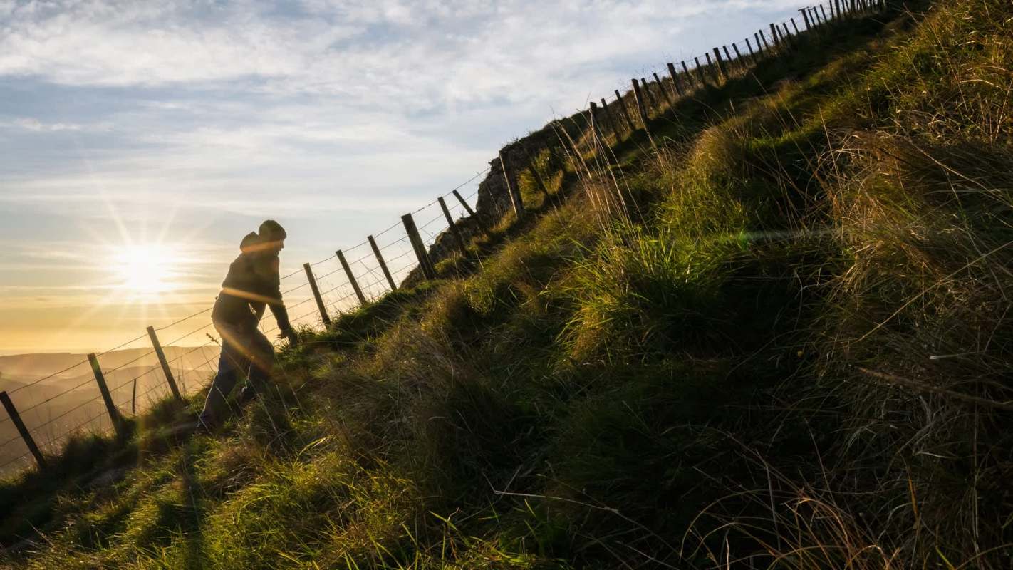 Chilean needle grass was discovered on Te Mata Peak, and experts are concerned about the invasive plant species.
