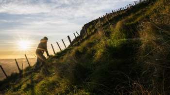 Chilean needle grass was discovered on Te Mata Peak, and experts are concerned about the invasive plant species.