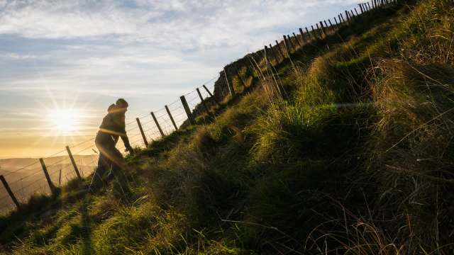 Chilean needle grass was discovered on Te Mata Peak, and experts are concerned about the invasive plant species.